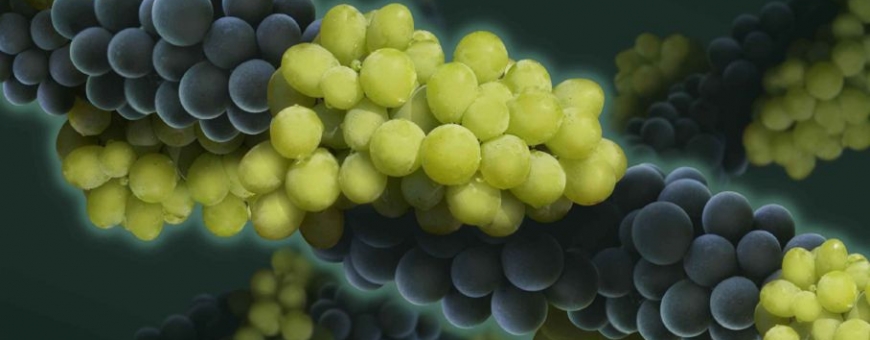 Novo teste de DNA para definir o seu gosto para vinho