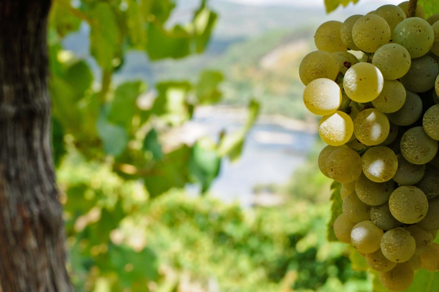 Alvarinho, a grande uva da Península Ibérica