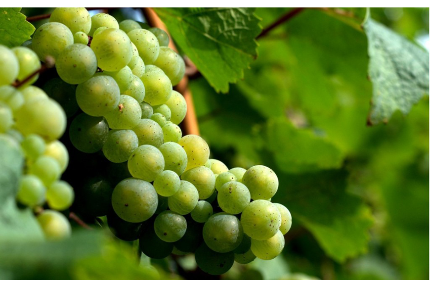 Riesling, a maior uva branca do mundo?