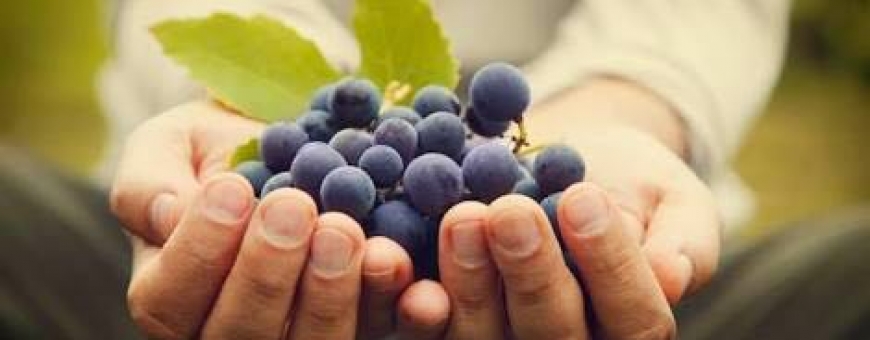 Você sabe a origem dos nomes das uvas? 