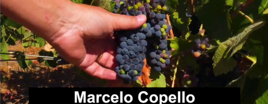 Marcelo Copello visita os vinhedos Marchigue, da vinícola Errazuriz Ovalle, no vale de Colchagua